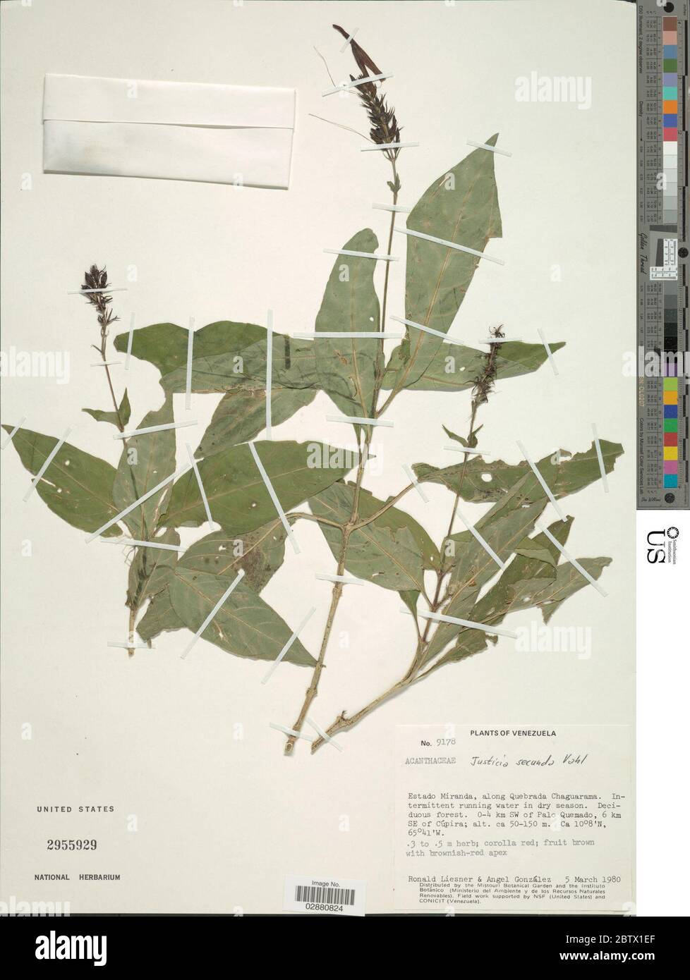 Justicia secunda Vahl. Stock Photo
