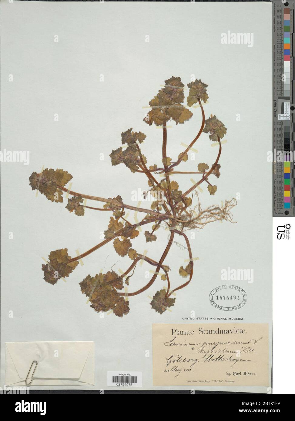 Lamium hybridum Vill. Stock Photo