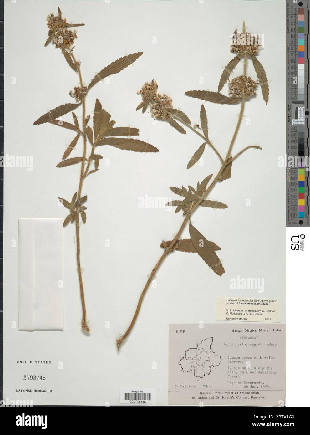 Leucas eriostoma Hook f. Stock Photo