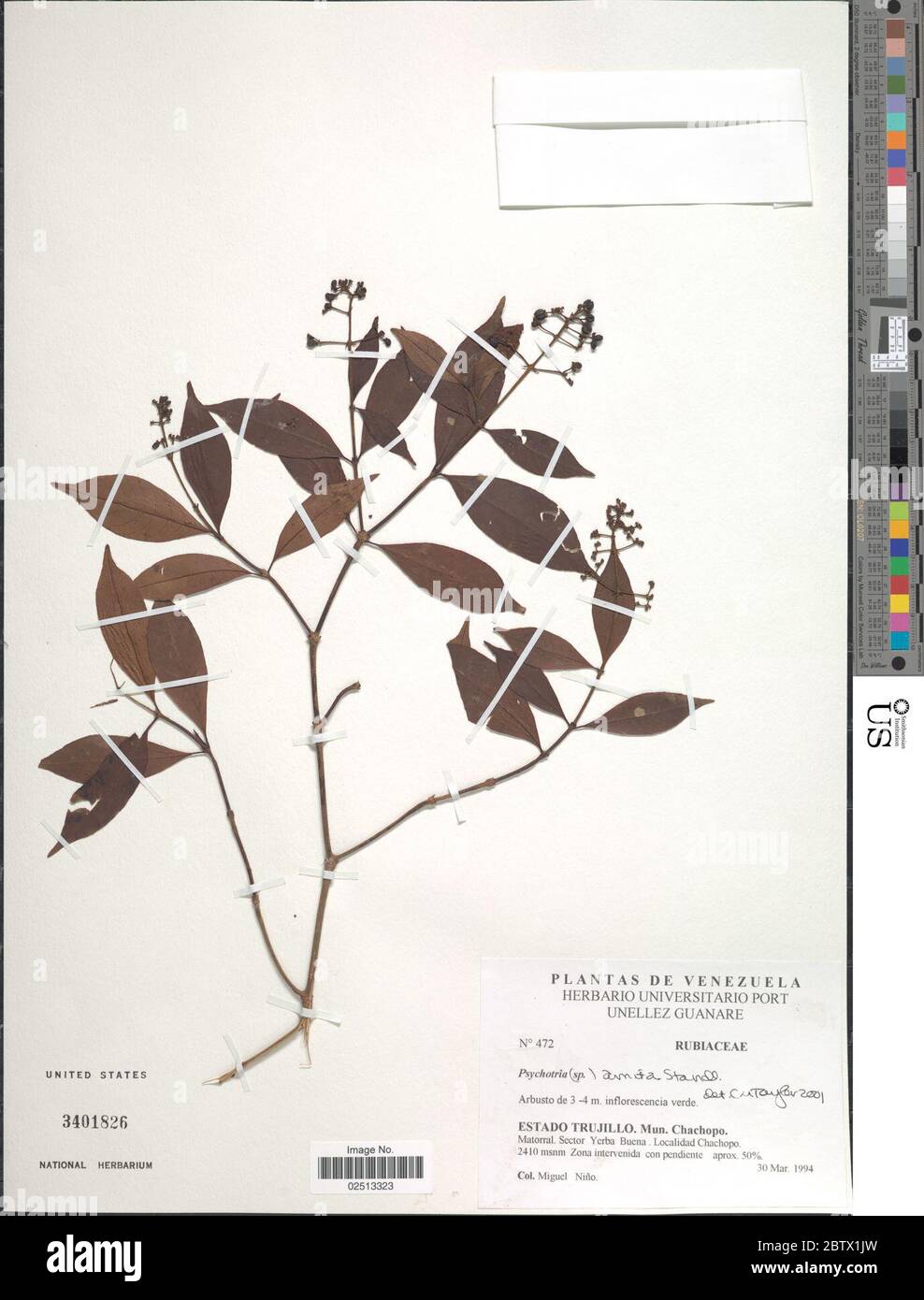 Psychotria amita Standl. Stock Photo