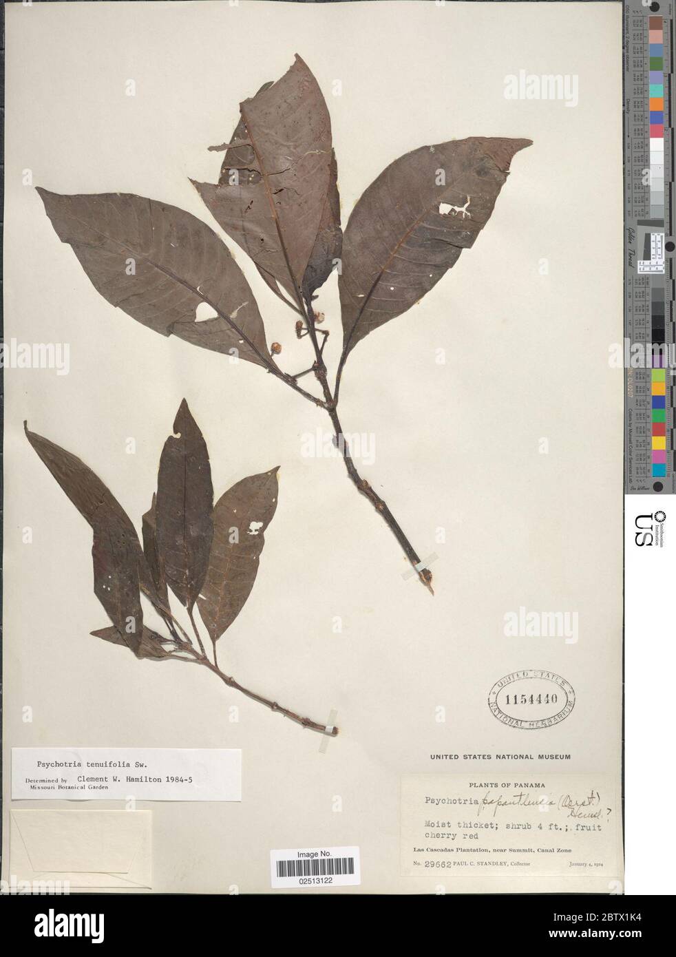 Psychotria tenuifolia Sw. Stock Photo