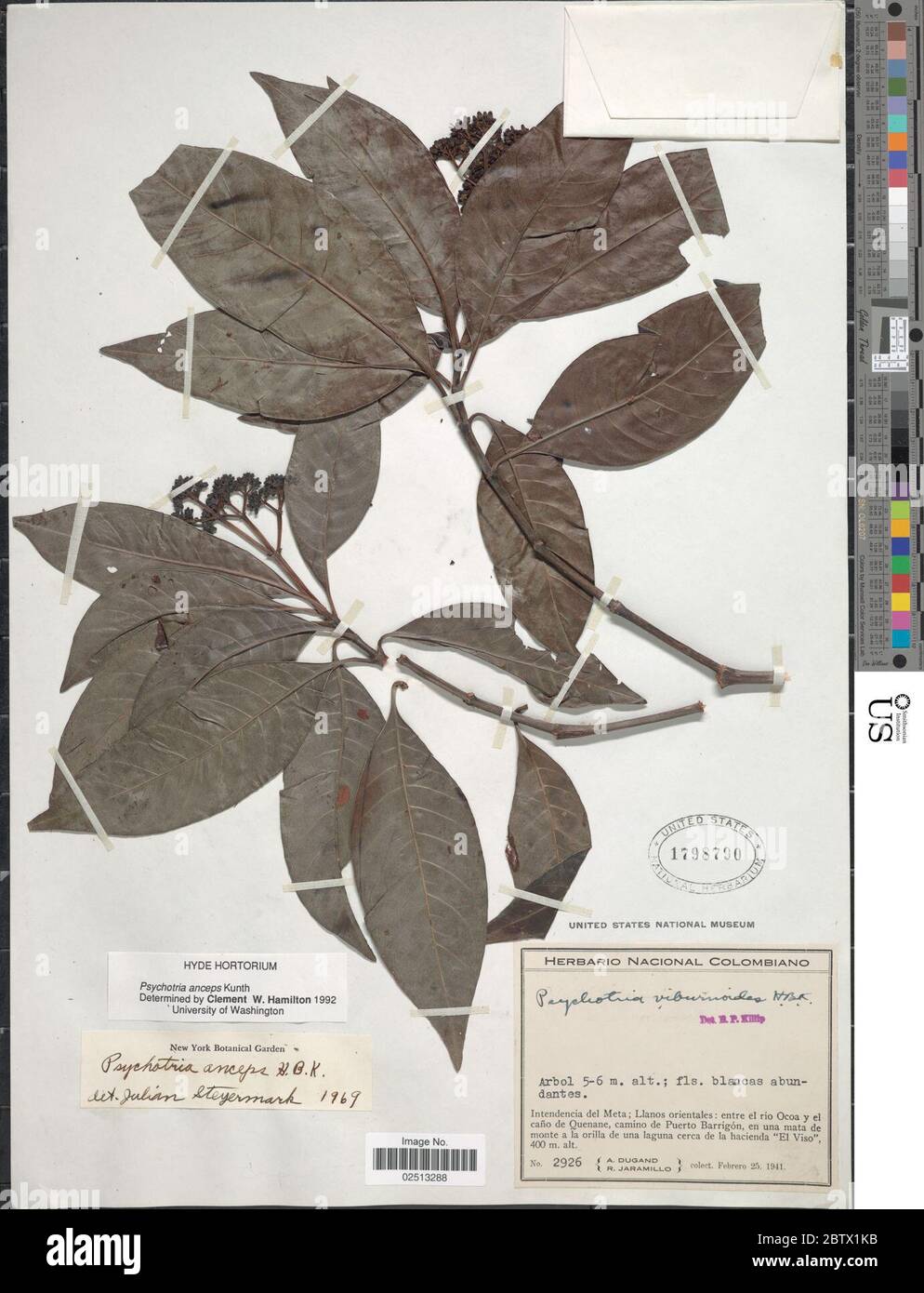 Psychotria anceps Kunth. Stock Photo