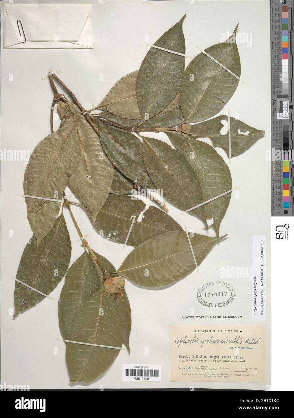 Psychotria apoda Steyerm. Stock Photo