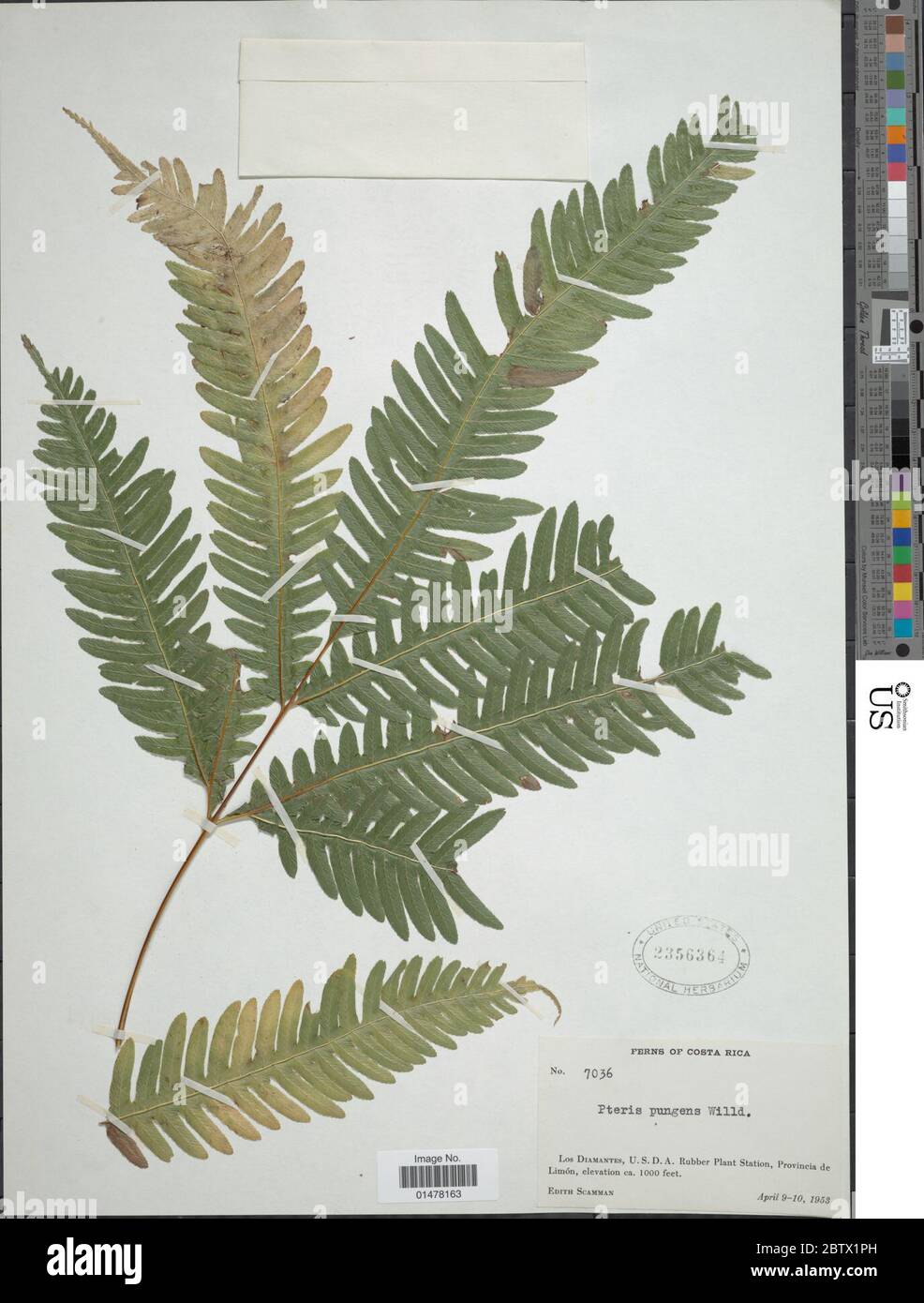 Pteris pungens Willd. Stock Photo