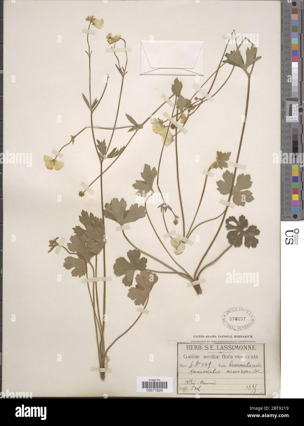 Ranunculus nemorosus DC. Stock Photo