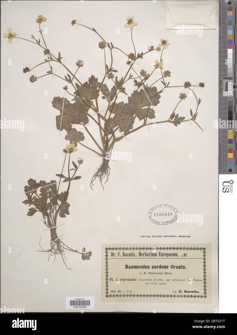 Ranunculus sardous. Stock Photo