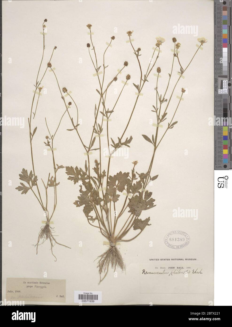 Ranunculus philonotis Ehrh. Stock Photo