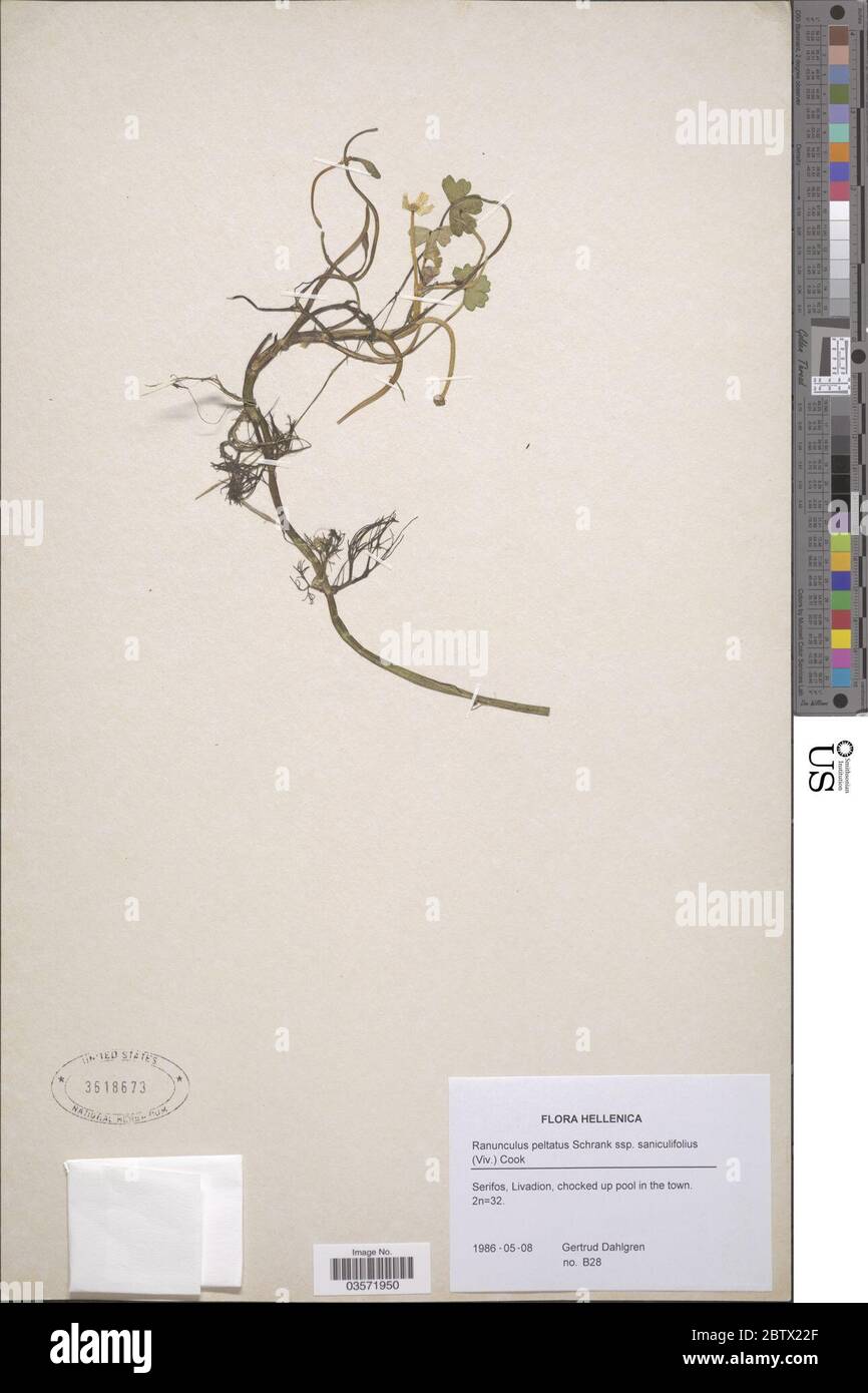 Ranunculus peltatus Schrank. Stock Photo