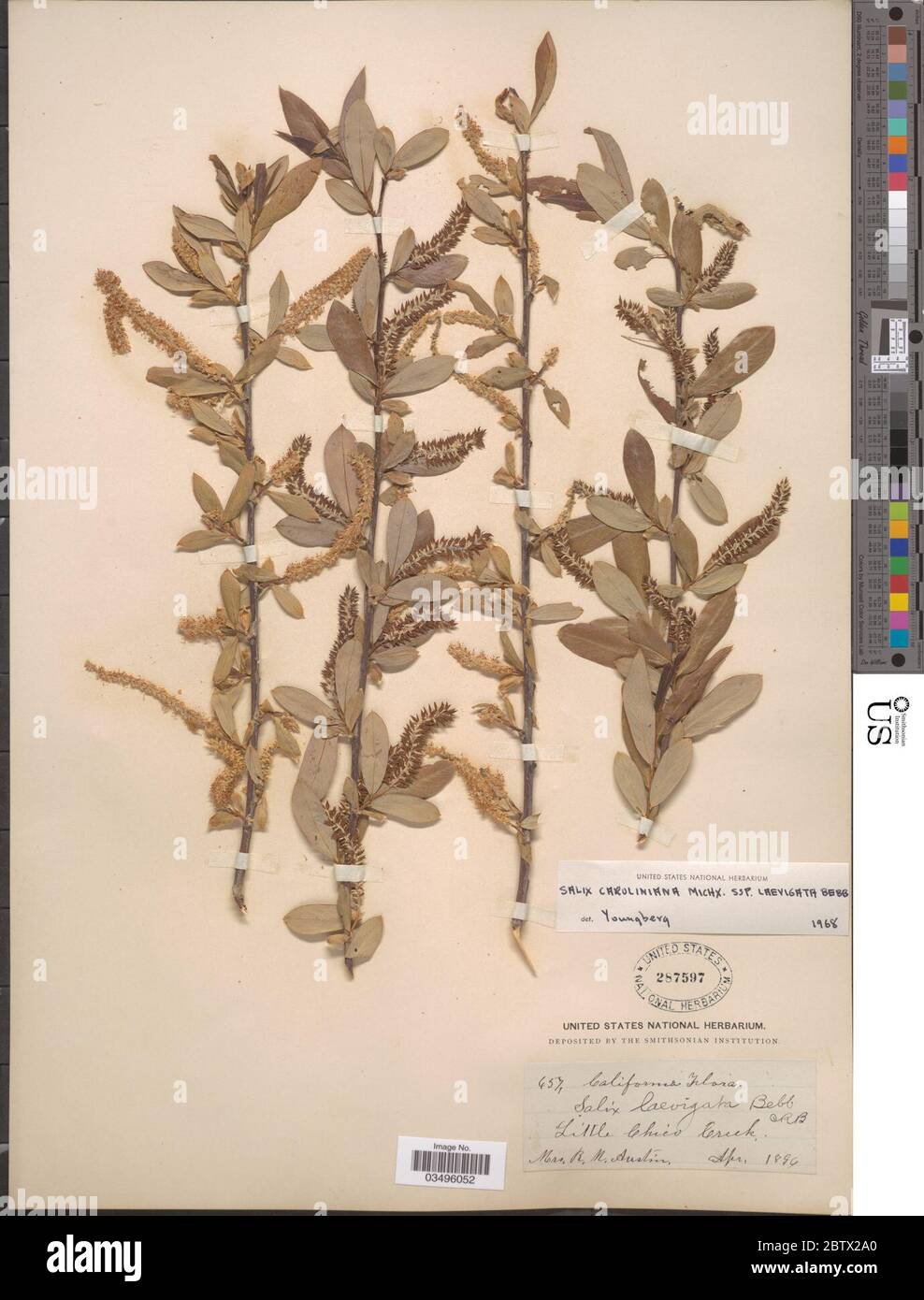 Salix caroliniana subsp laevigata. Stock Photo