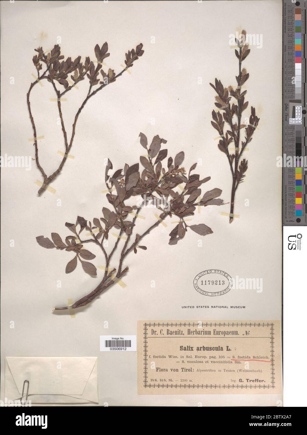 Salix arbuscula L. Stock Photo