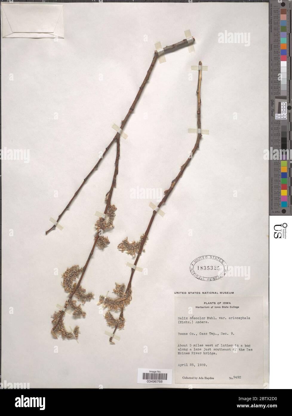 Salix discolor var eriocephala Michx Andersson. Stock Photo
