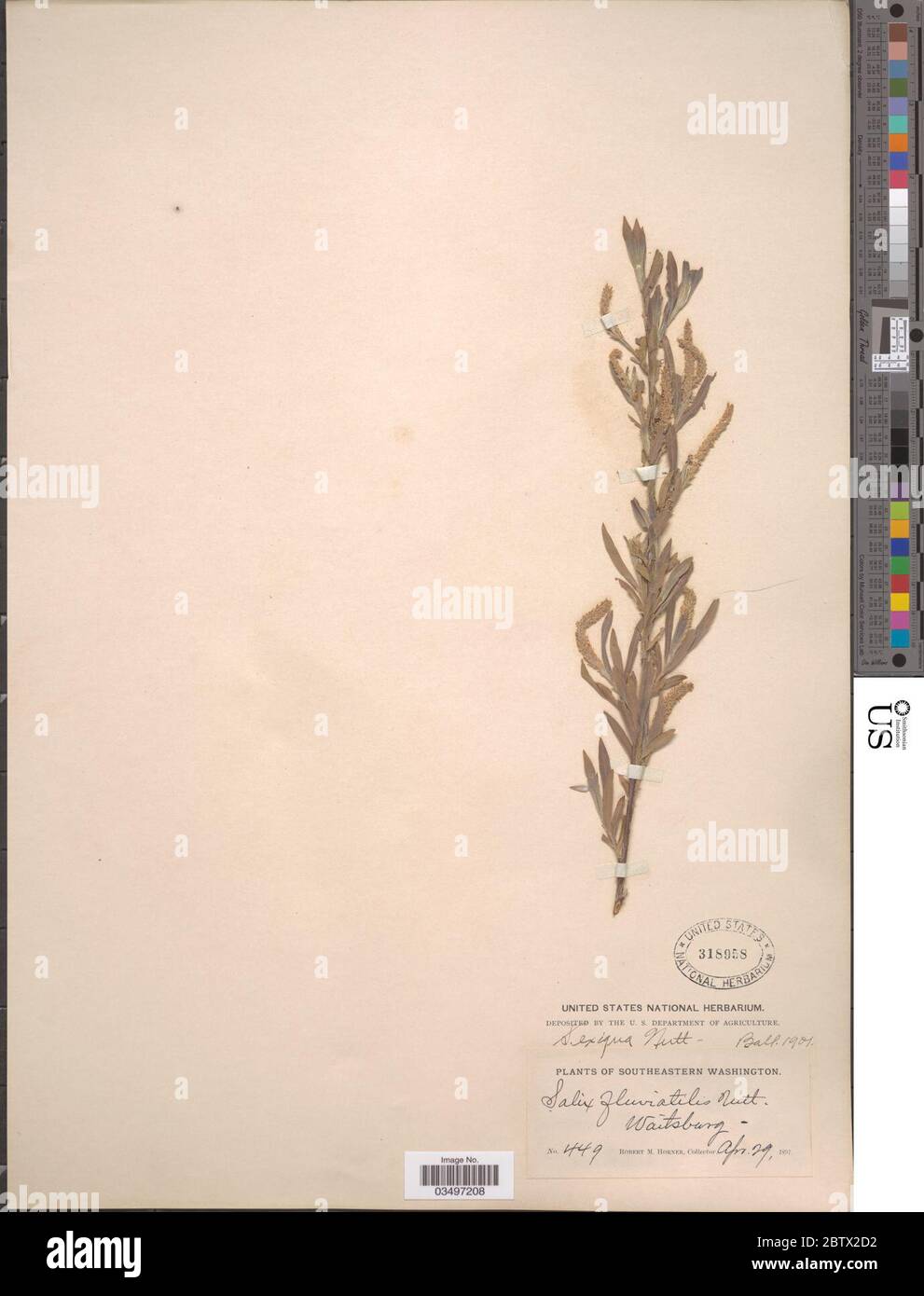 Salix exigua Nutt Stock Photo Alamy