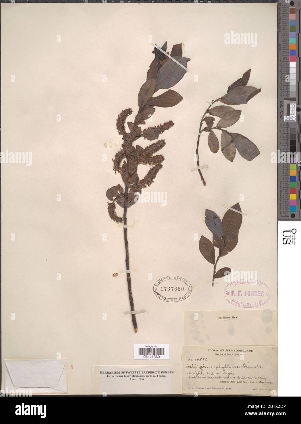 Salix glaucophylla. Stock Photo