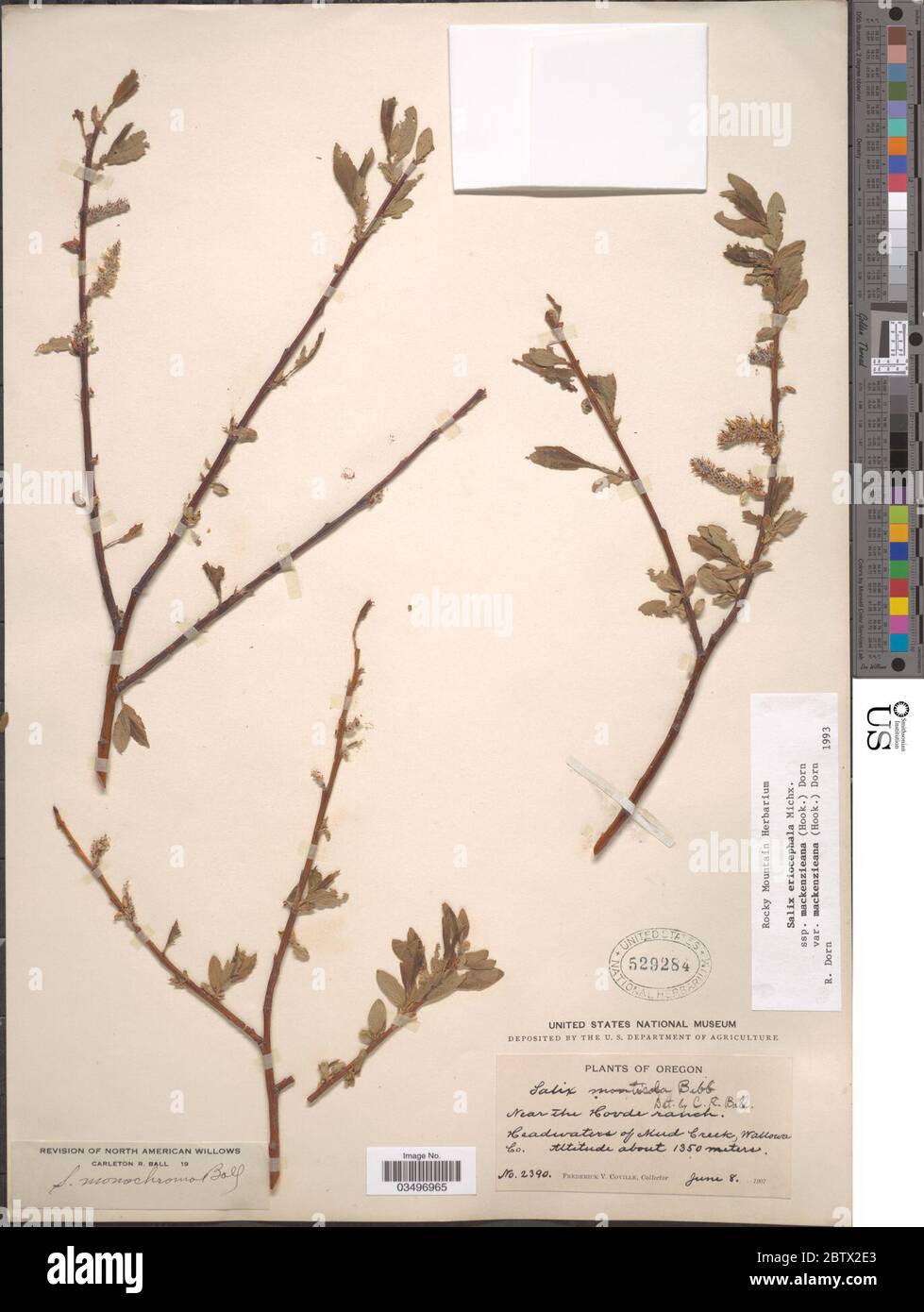 Salix eriocephala subsp mackenziena var mackenzieana. Stock Photo