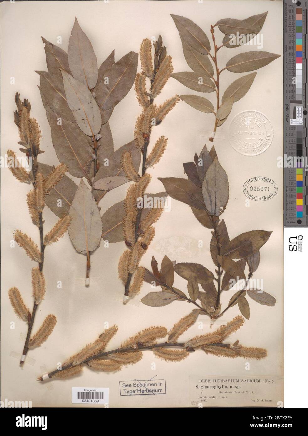 Salix glaucophylla. Stock Photo
