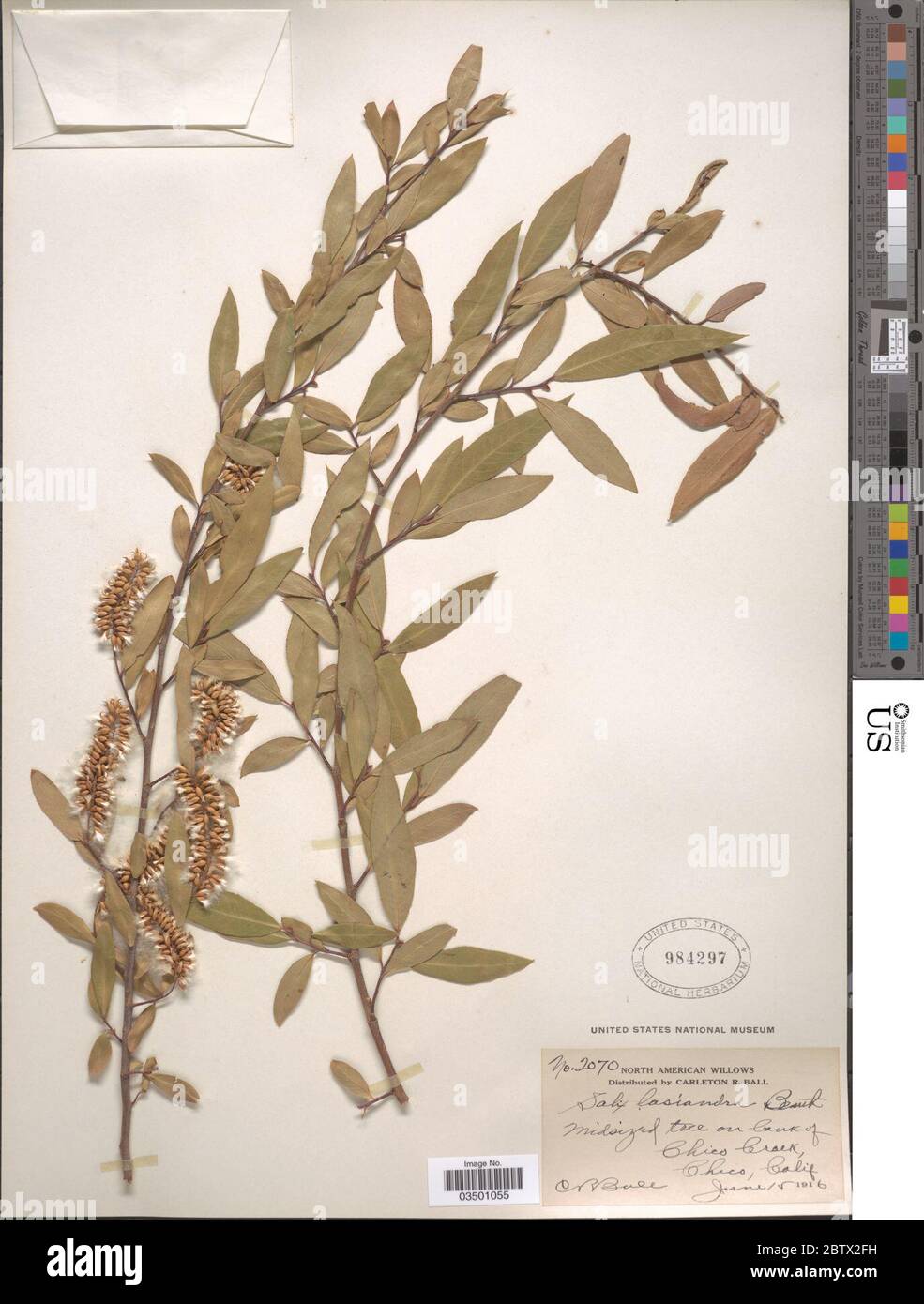 Salix lasiandra Benth. Stock Photo