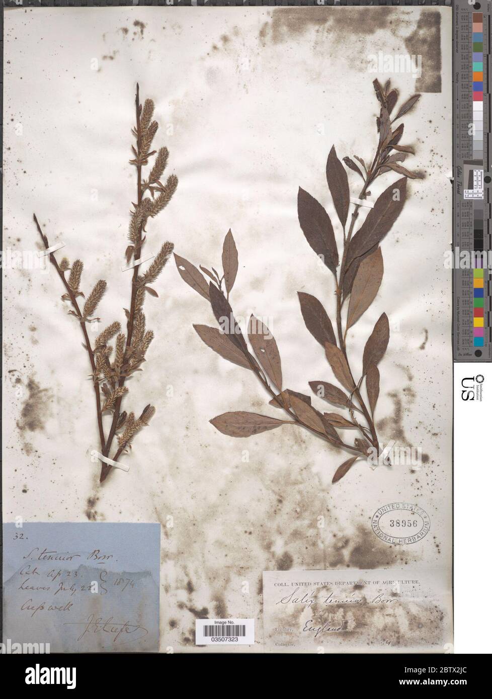 Salix tenuior Borrer. Stock Photo