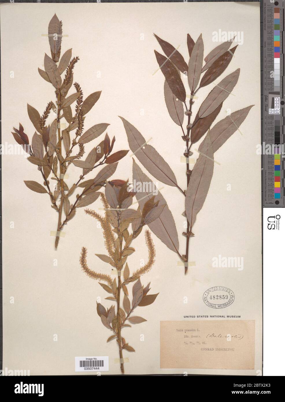 Salix triandra L. Stock Photo