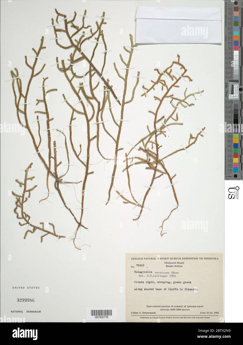 Selaginella vernicosa Baker in Thurn. Stock Photo