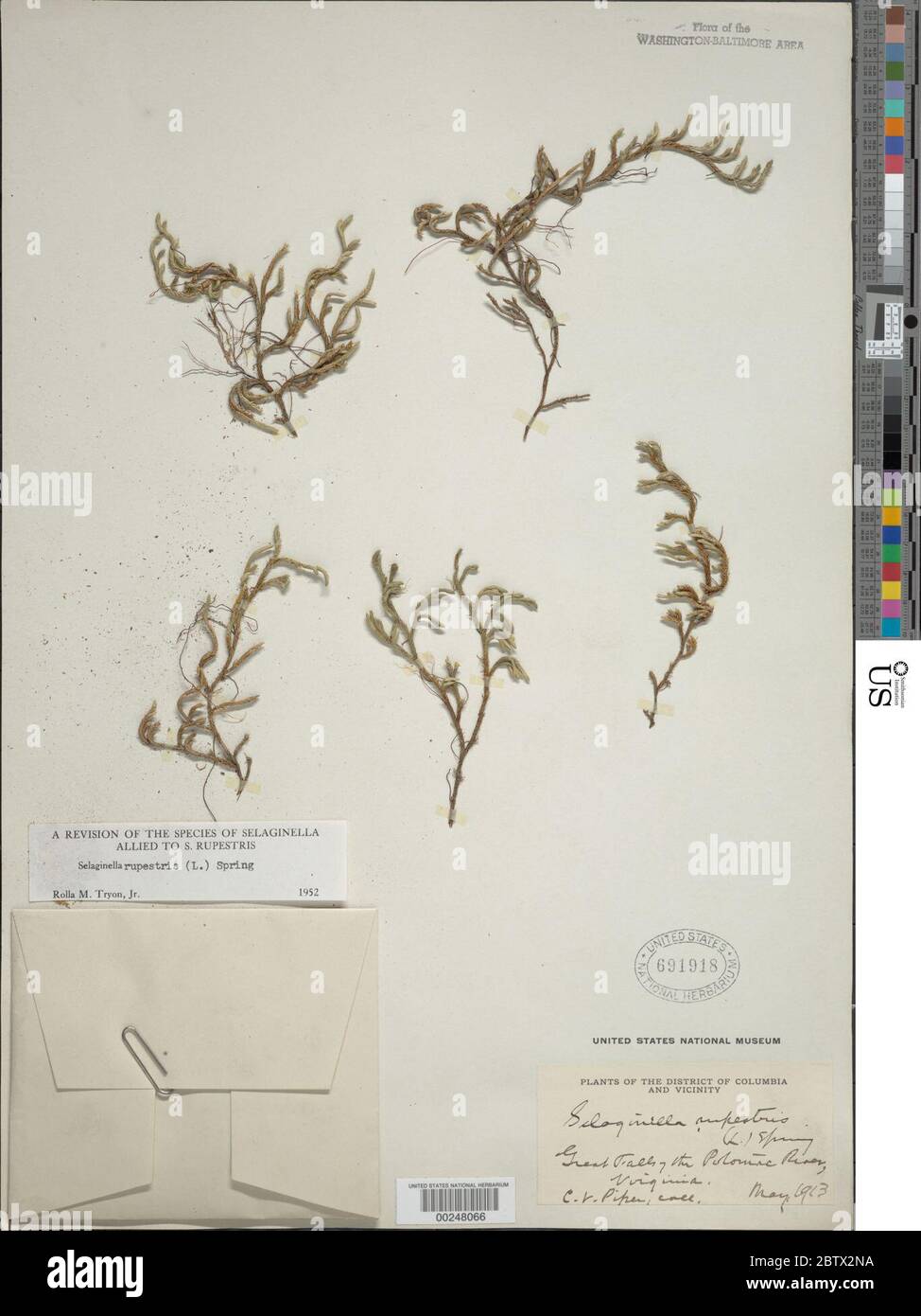 Selaginella rupestris L Spring. Stock Photo