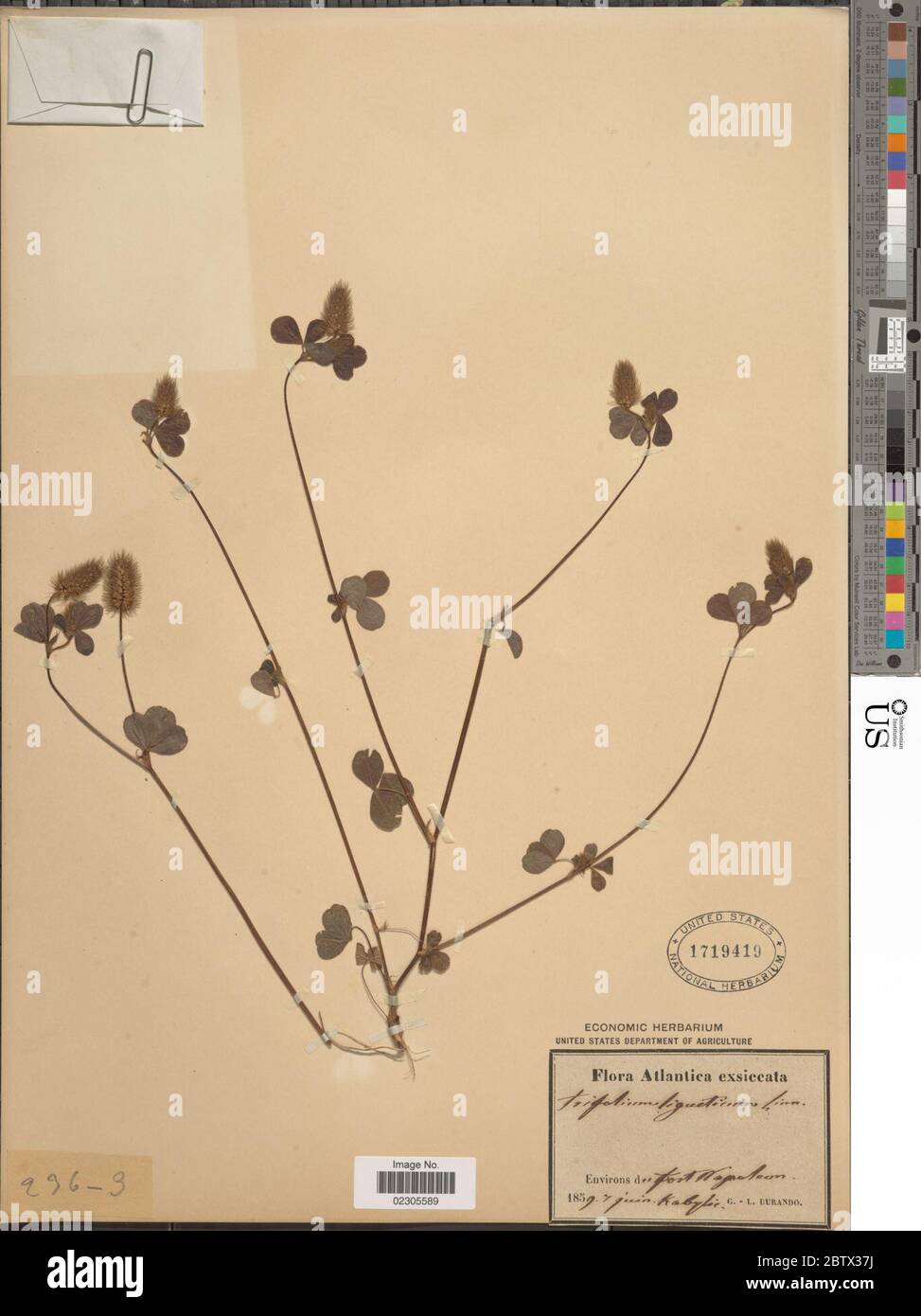 Trifolium ligusticum Loisel. Stock Photo