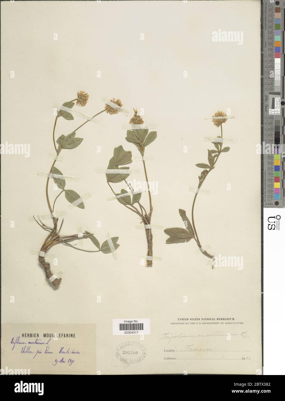 Trifolium montanum L. Stock Photo