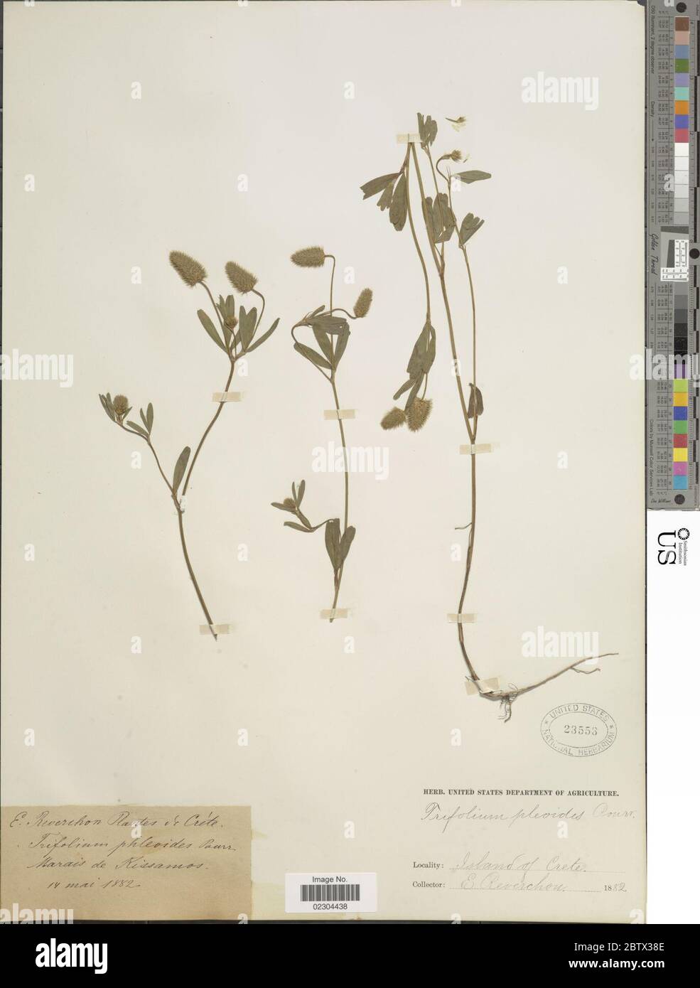 Trifolium phleoides Willd. Stock Photo