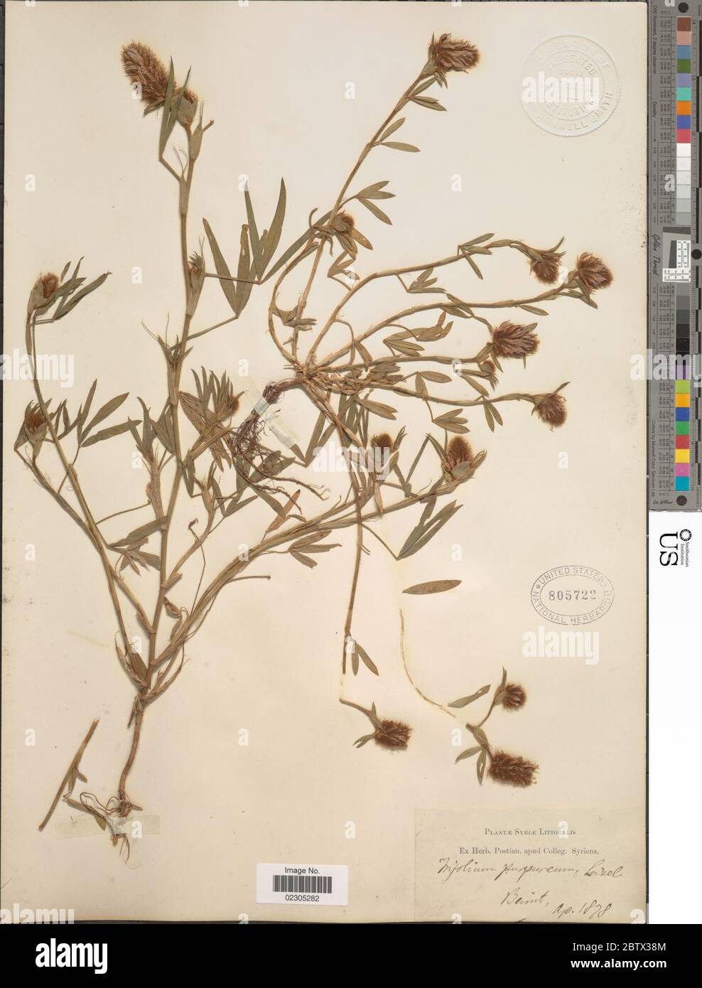 Trifolium purpureum Loisel. Stock Photo
