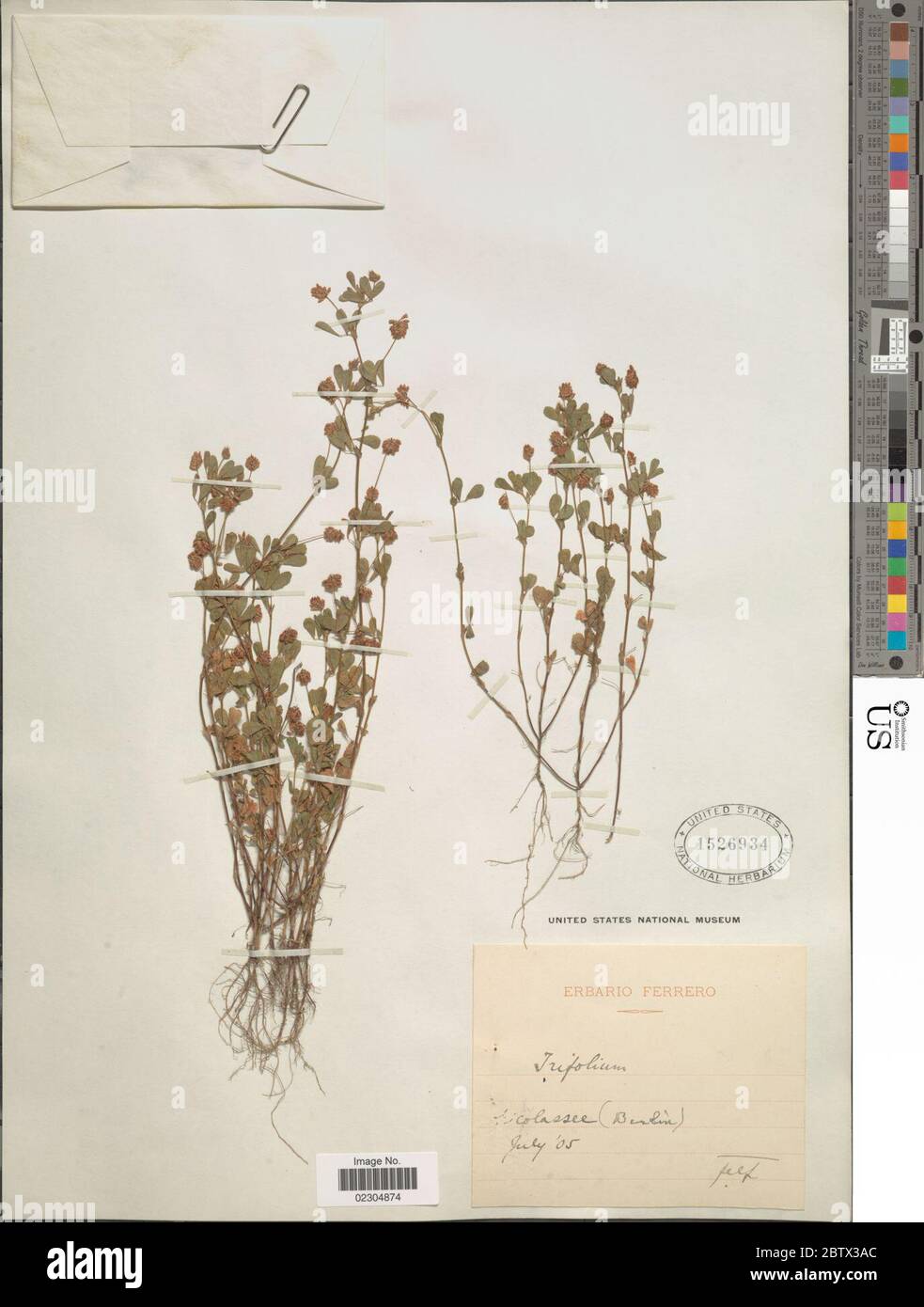 Trifolium sp. Stock Photo