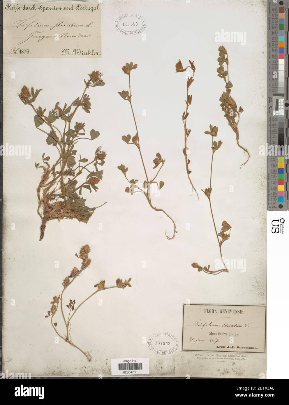 Trifolium striatum L. Stock Photo