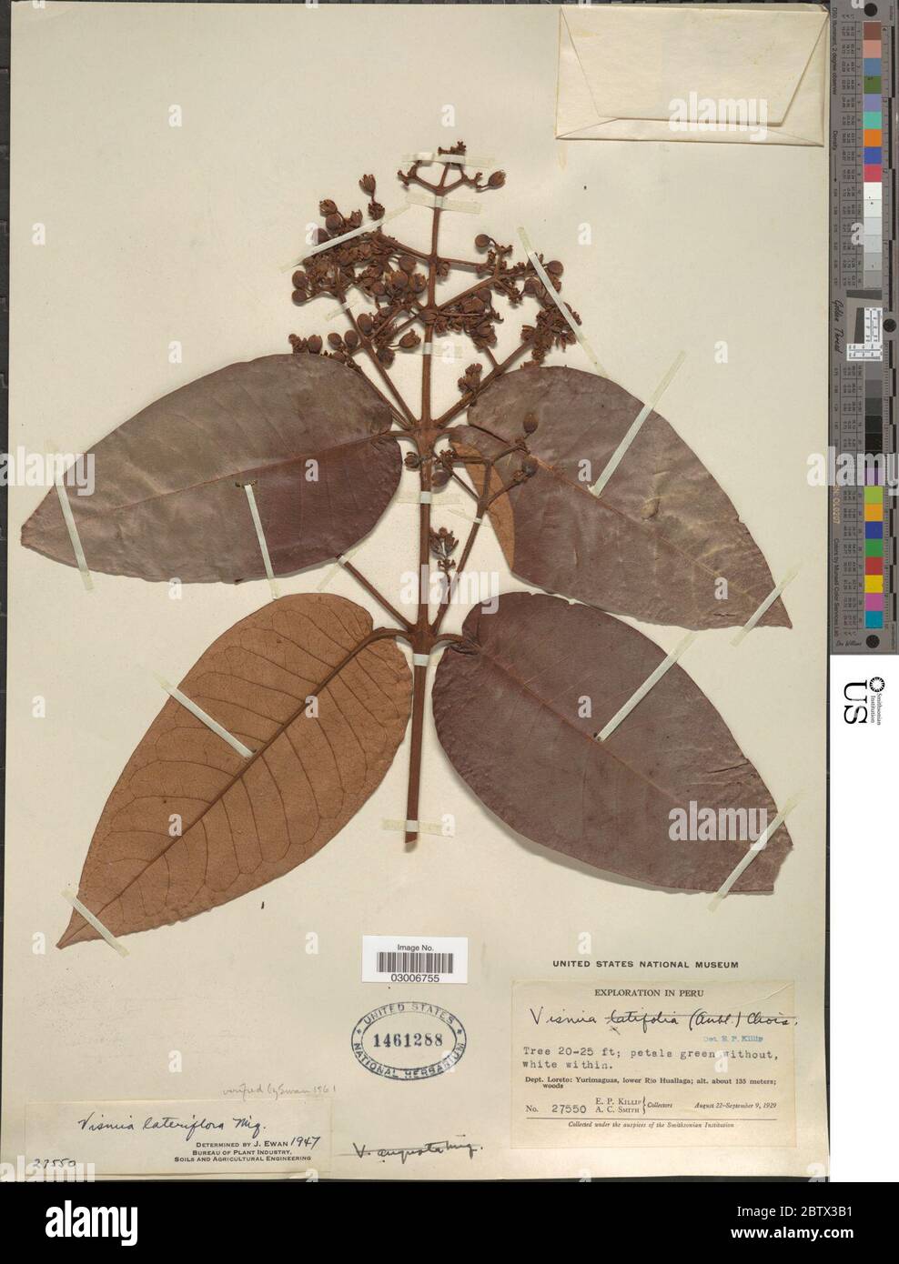 Vismia lateriflora. Stock Photo