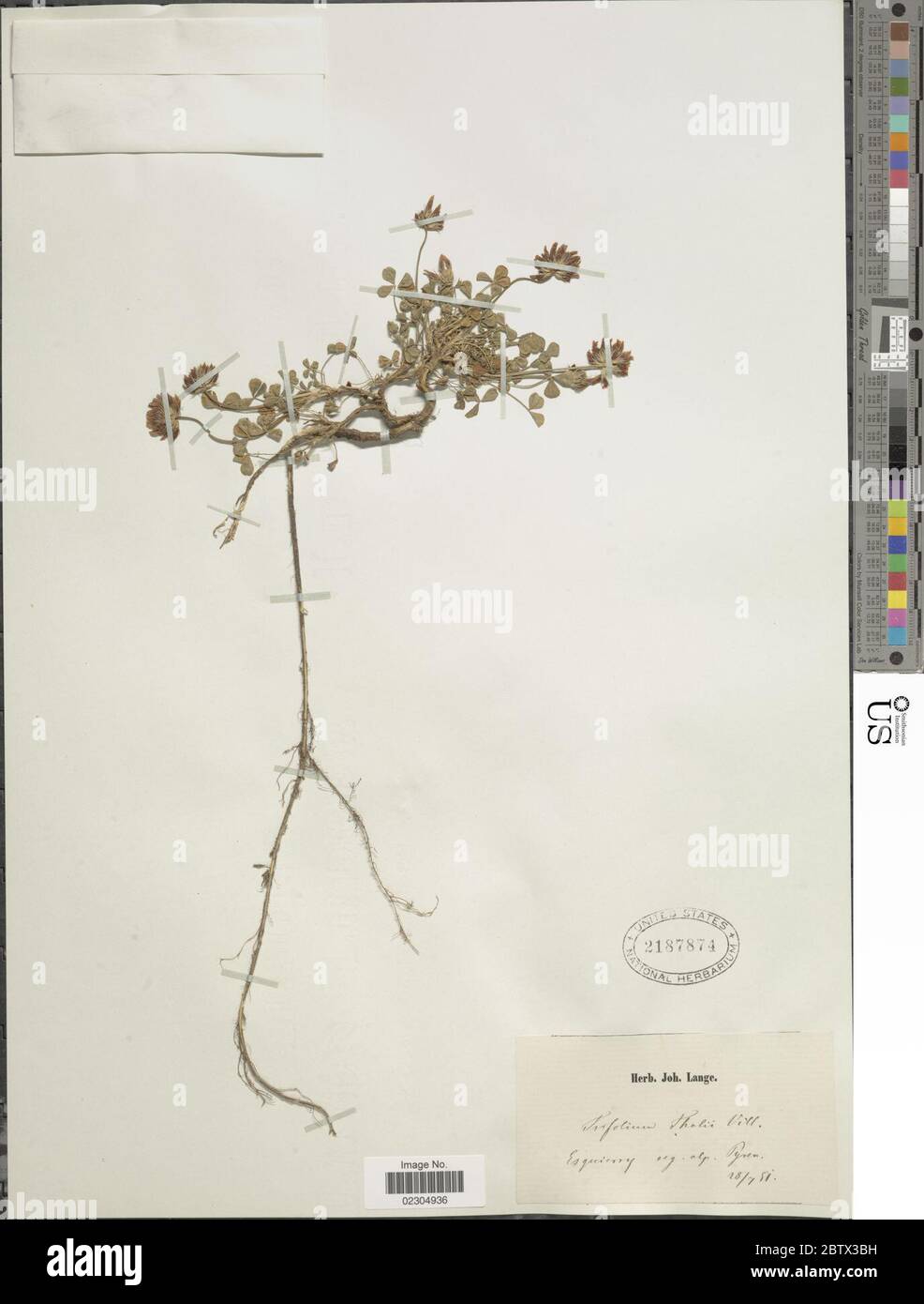 Trifolium thalii Vill. Stock Photo