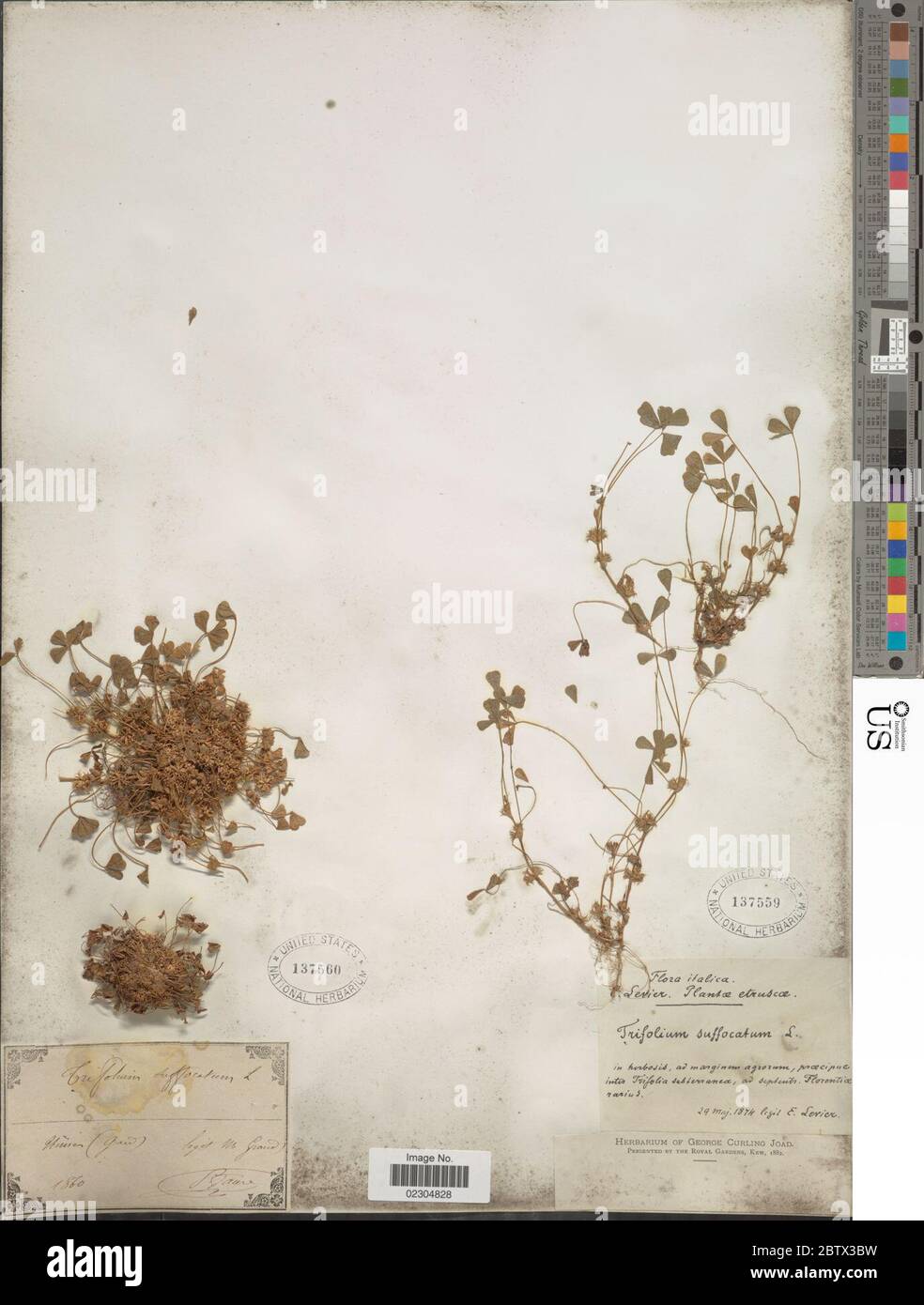 Trifolium suffocatum L. Stock Photo