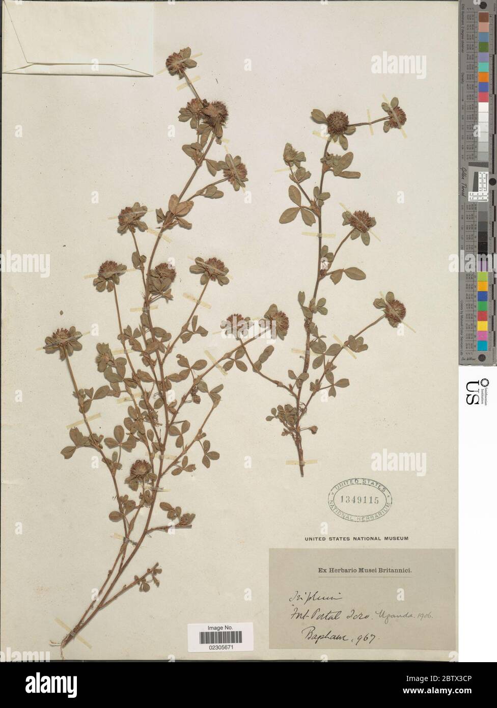 Trifolium sp. Stock Photo