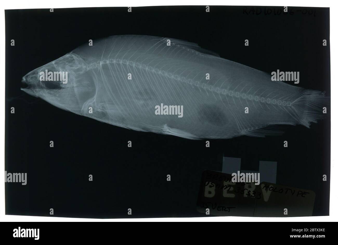 Curimatus brevipes. Radiograph is of a type; The Smithsonian NMNH Division of Fishes uses the convention of maintaining the original species name for type specimens designated at the time of description. The currently accepted name for this species is Curimata brevipes.1 Aug 20191 Stock Photo