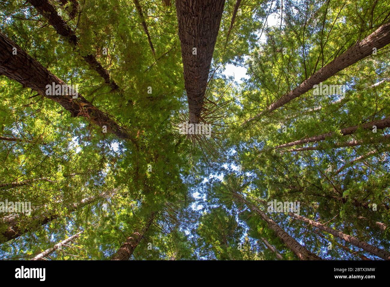 Californian redwoods (sequoias) on Te Mata Peak Stock Photo