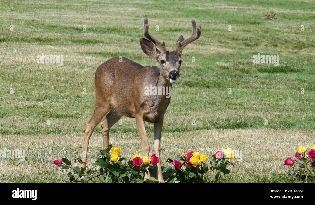 Los Angeles, California, USA 27th May 2020 A general view of atmosphere