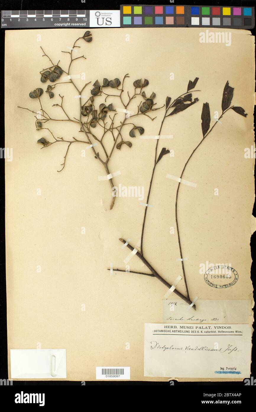 Dictyoloma peruvianum Planch. 29 May 20191 Stock Photo