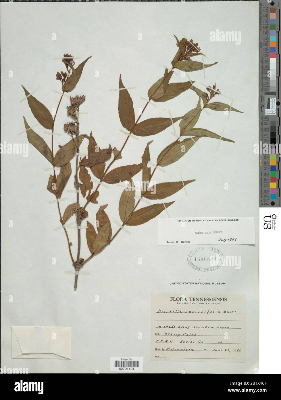 Diervilla sessilifolia Buckley. Stock Photo