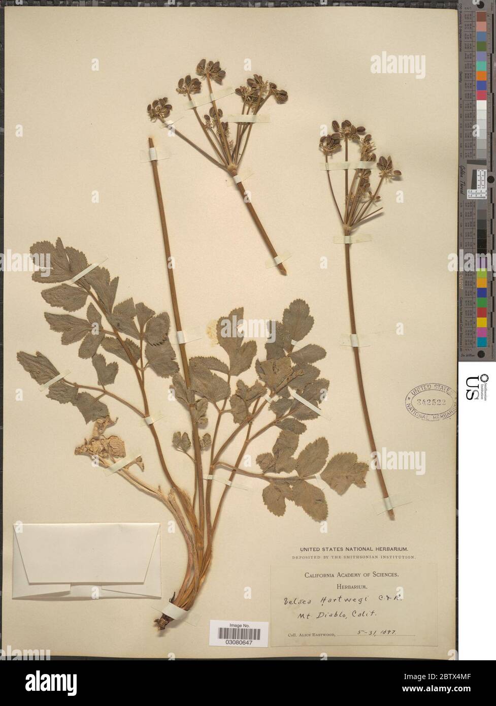 Drudeophytum hartwegii A Gray JM Coult Rose. Stock Photo
