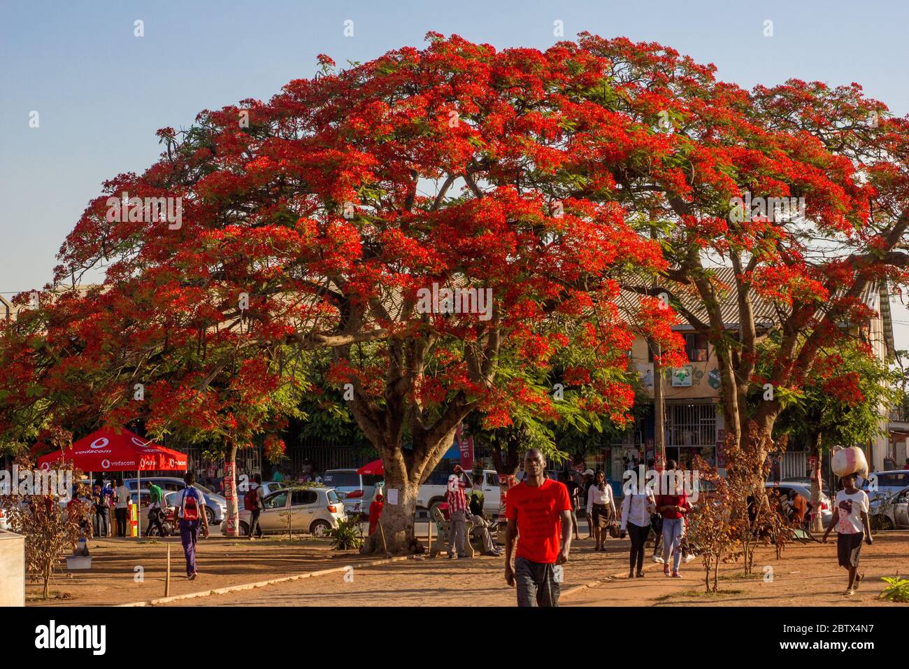Large Delonix regia tree blooming with bright red flowers in the Indepence Square at Chimoio City Stock Photo