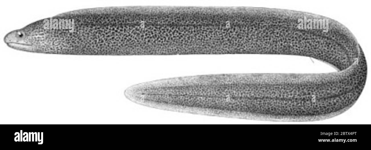 Echidna trossula Jordan Starks. Holotype, 133 mm; 2 paratypes removed to usnm 320270; tt-02381 (loose in jar)21 Feb 20181 Stock Photo