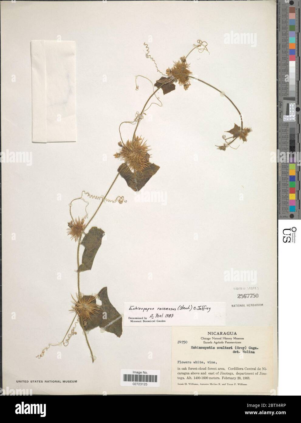 Echinopepon racemosus Steud C Jeffrey. 24 Apr 20181 Stock Photo