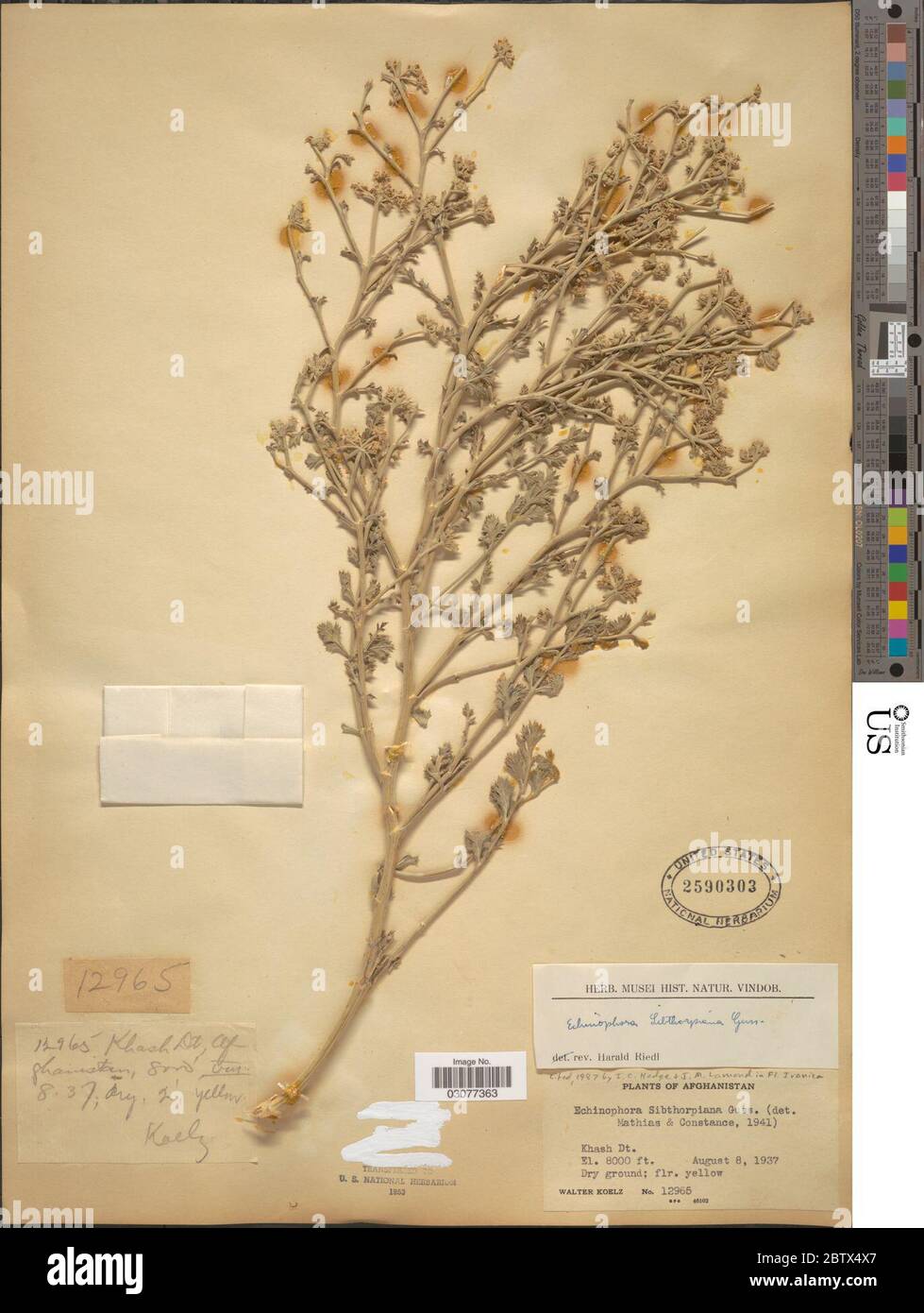 Echinophora sibthorpiana Guss. 10 Jan 20191 Stock Photo
