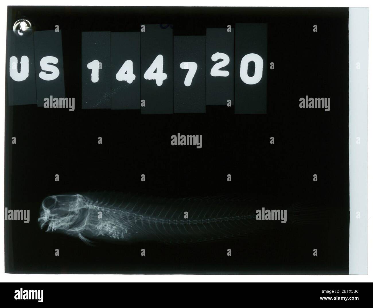 Entomacrodus plurifilis plurifilis Schultz Chapman. Radiograph is of a holotype; The Smithsonian NMNH Division of Fishes uses the convention of maintaining the original species name for type specimens designated at the time of description. The currently accepted name for this species is Entomacrodus striatus.24 Oct 20181 Stock Photo