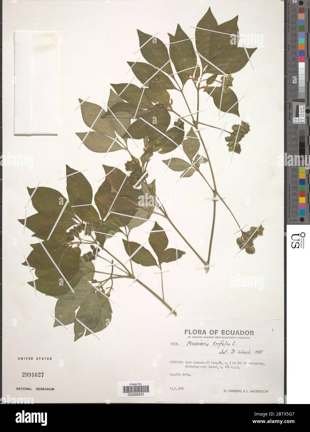 Ertela trifolia L Kuntze. 29 May 20191 Stock Photo