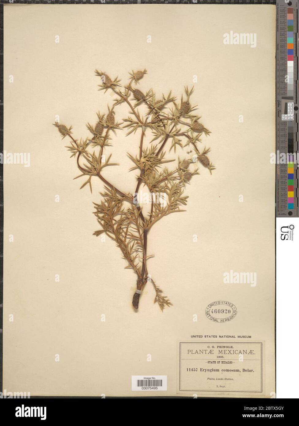 Eryngium comosum F Delaroche Stock Photo Alamy