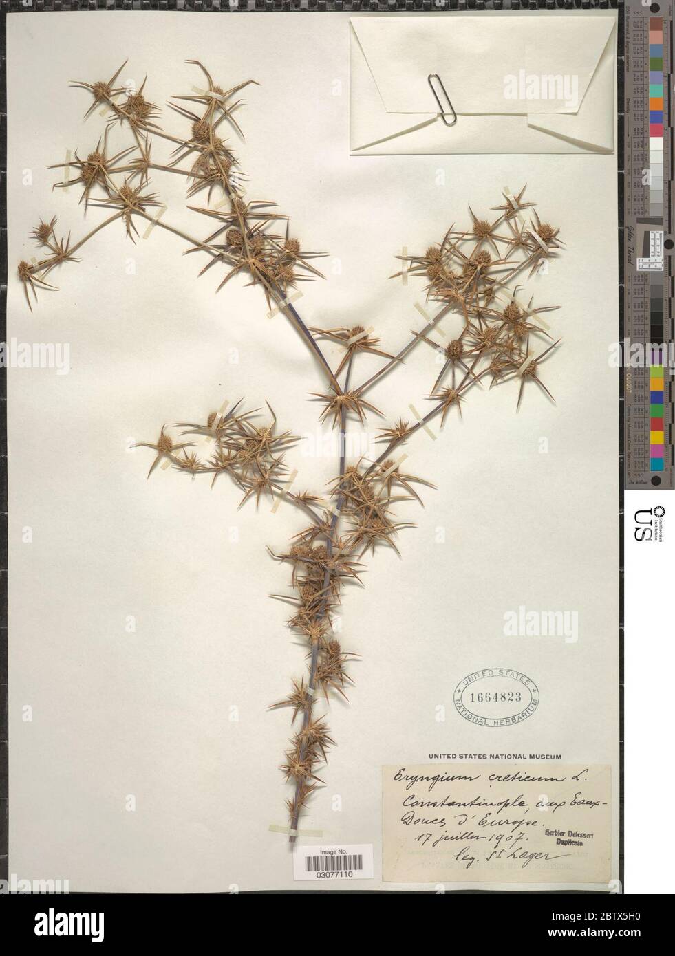 Eryngium creticum Lam Stock Photo Alamy