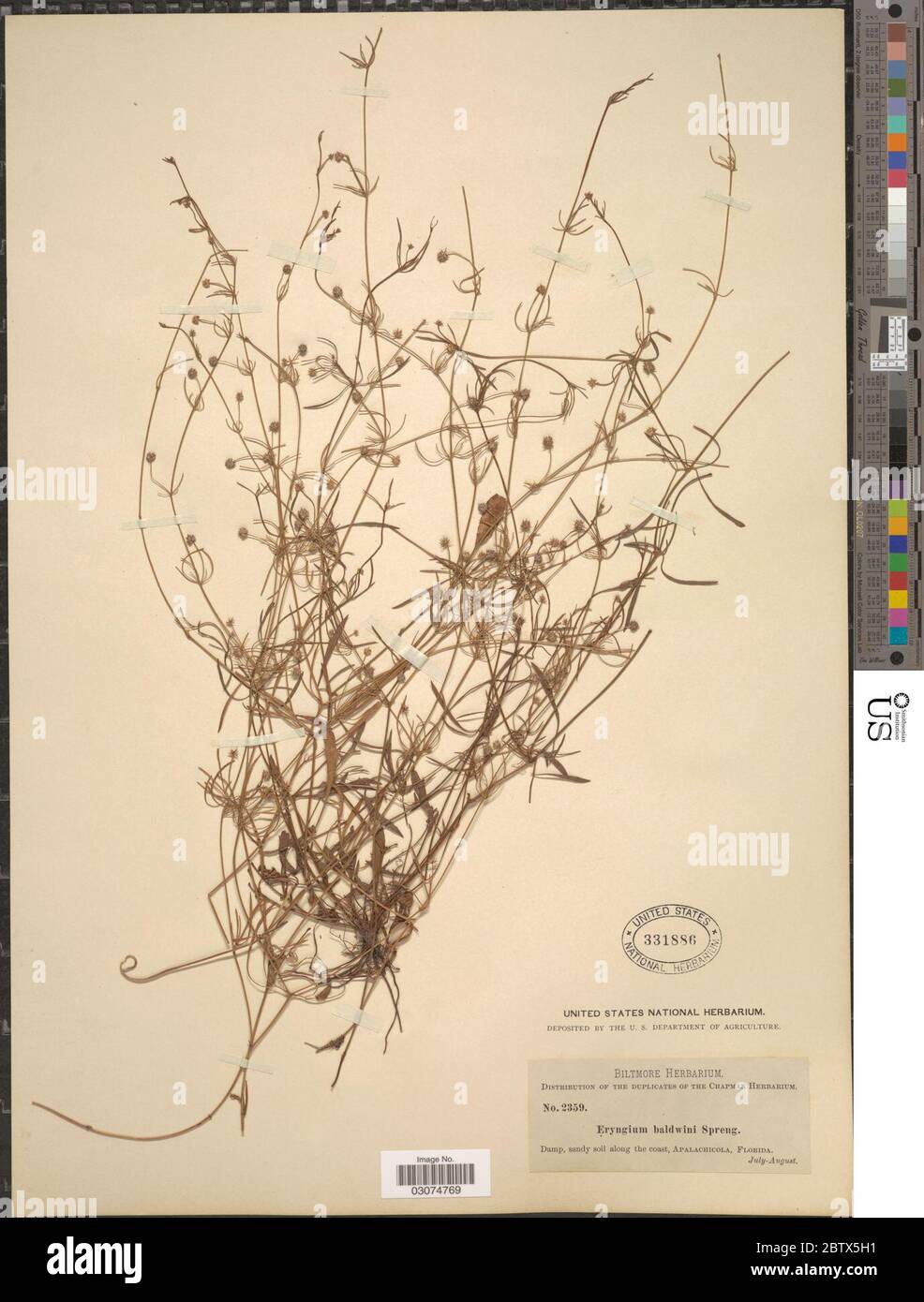 Eryngium baldwinii Spreng Stock Photo Alamy