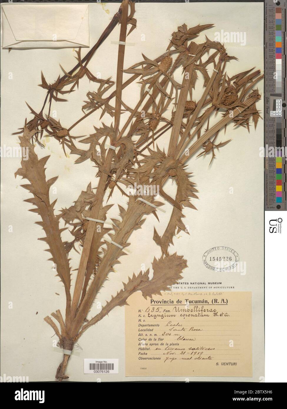 Eryngium coronatum Hook Arn. Stock Photo